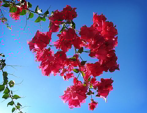 Blooms of Bougainvillea for February