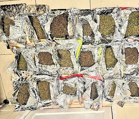 Chennai Customs’ seizure of hydroponic weed from Thailand recently.