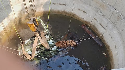 The tigress and wild boar being rescued (Photo | Special arrangement)