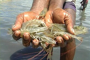 Image of shrimp used for representational purposes only.