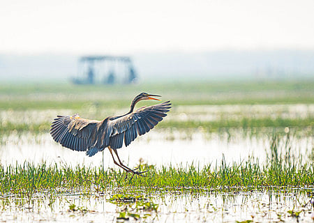 With wings spread wide, a Purple Heron takes flight over the pristine wetlands of Mangalajodi, where the Chilika Lagoon comes alive