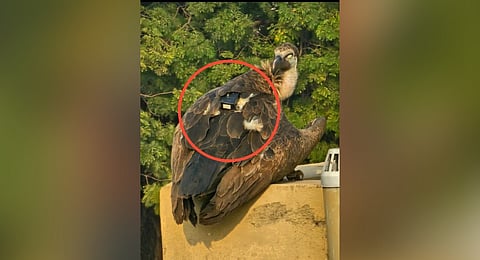 Vulture mounted with camera, transmitter spotted in Chhattisgarh's Maoist-affected Kanker
