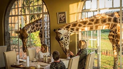 In Kenya, Giraffe Manor is nothing short of a dream, where the resident Rothschild’s giraffes roam freely around the property, often poking their heads through the windows to join guests for breakfast. 