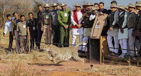 Madhya Pradesh Chief Minister Mohan Yadav during the release of female cheetahs 'Dheera' and 'Asha' and 3 cubs from a large enclosure into the open forest in Palpur-Kuno National Park.