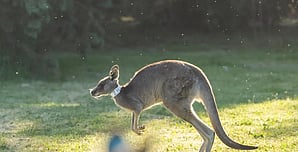 World's first kangaroo embryos created via IVF 