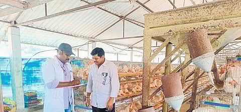 12 lakh chicken deaths in Godavari districts; Ranikhet disease suspected
