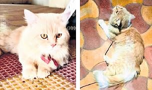The white cat, and the one with brown streaks on its coat, which the complainant claims is dye. The police have sent the cat hair to the FSL for test to determine ownership.
