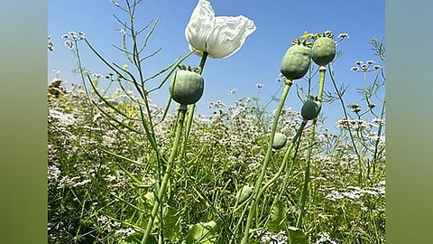 Image of opium cultivation used for representative purpose.