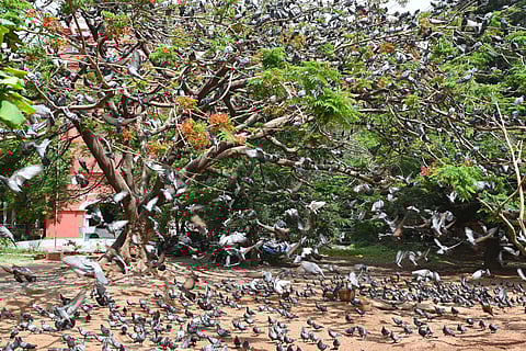 Cubbon Park, Birds, Trees