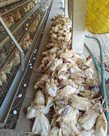 The DC held a meeting with officials on Tuesday to take stock of the situation and instructed them to take all precautionary measures to prevent the spread of bird flu.