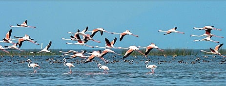 EAC raises concern over 7 km bridge on Chilika Lake, seeks cost-benefit analysis from NHAI
