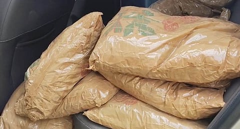 Image of ganja used for representative purpose.