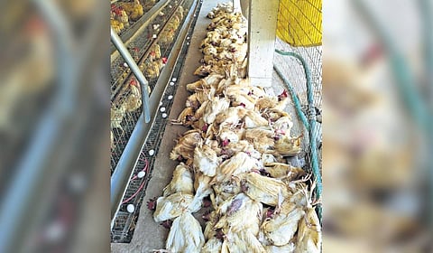 So far, 75 per cent of the dead birds have either been burned or buried. 