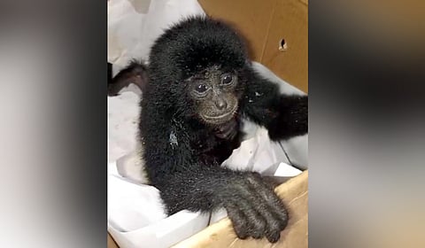 A baby Gibbon was among 8 exotic monkeys seized from smugglers at the Port Blair airport two days ago. Express. Sidharth story..