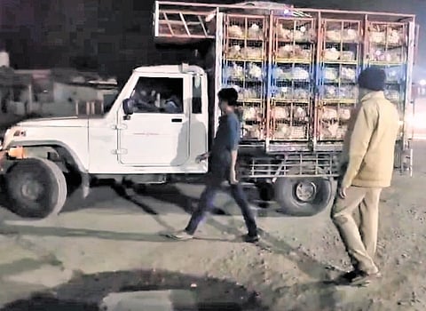 Police personnel stop vehicles carrying poultry from Andhra Pradesh at Aswaraopet checkpost in Khammam early on Wednesday