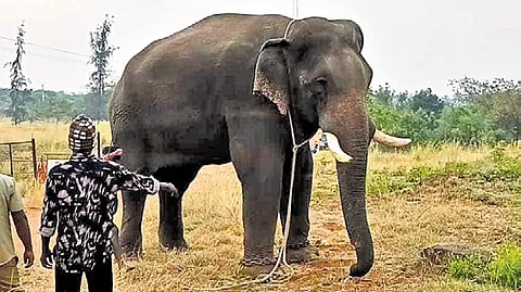 The wild tusker had killed an elderly person near Thadagam.