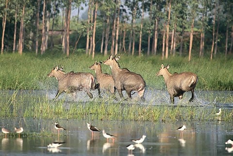 A group of female nilgais