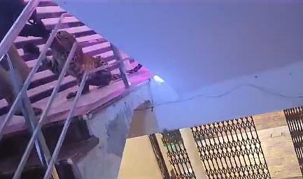 The leopard attacking the forest official.