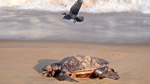 A carcass of Olive Ridley turtle on Edward Elliots Beach.