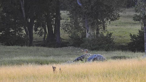 The Golden Hour (Picture for representation)