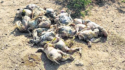 Image of dead chicken used for representational purposes only.