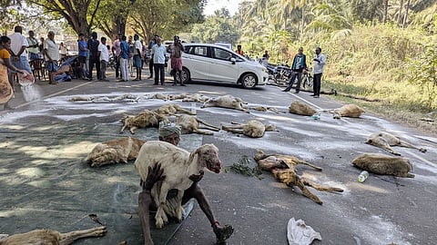 Stray dog attack on livestock: Tamil Nadu farmers to meet Chief Secretary