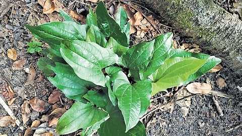 Medicinal plant arogya pacha 