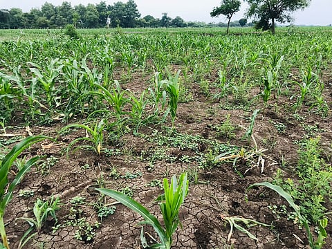 A maize field said to be damaged by wild boars in Ariyalur district 