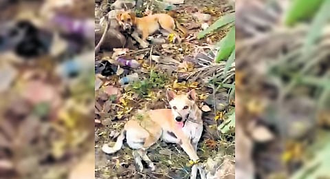 Complainant noticed two persons tying up the dogs and transporting them one after another on a two-wheeler