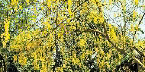 Pic for representation