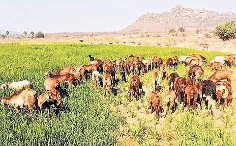 A dried-up paddy field in 
Yadadri-Bhuvanagiri district now serves as fodder for sheep