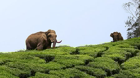 Wild tusker roaming farmlands in Erode under constant watch