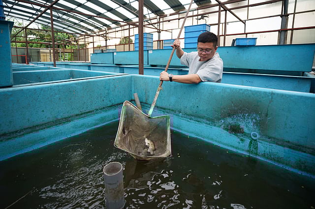 Winson Lau, owner of a aquarium farm, works at his farm in Johor Bahru town at Johor state, Saturday, Sept. 28, 2024.