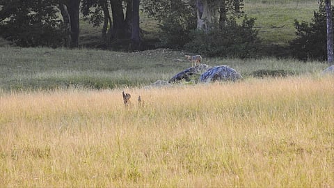 A Jackal in the golden hour 