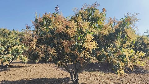  Adverse weather in pre-flowering stage helped good vegetation of leaves but led to poor flowering beyond expectation. 