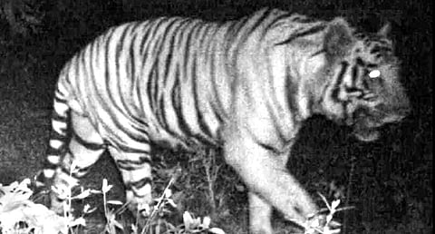 The tiger that strayed off captured on forest department trail cam. 