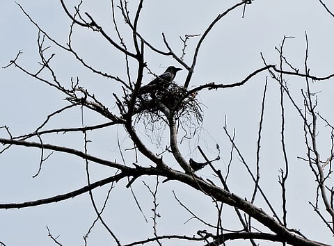 A bird nesting on a barren tree at Kazhakoottam in Thiruvananthapuram