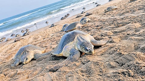 Olive Ridley turtles make their way up the Rushikulya beach for nesting on Friday