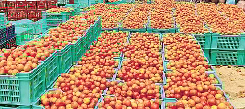 Tomato at Rs 3 per kilogram in parts of Andhra Pradesh, govt steps in to stabilise prices