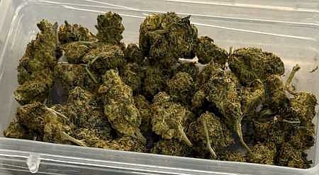 Hybrid ganja image used for representative purpose.