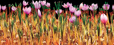 From Kashmir to Karnataka’s Coast: Udupi IT professional grows saffron using aeroponics at home