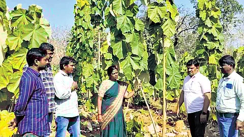 District and DRDA officials inspect a Ponki plantation in Nirmal district