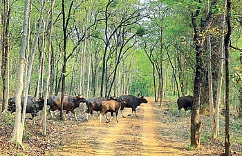 Debrigarh wildlife sanctuary.