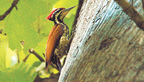 Common flameback