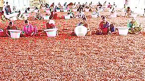 Chilli farmers in Andhra Pradesh to get Rs 11,781 MSP