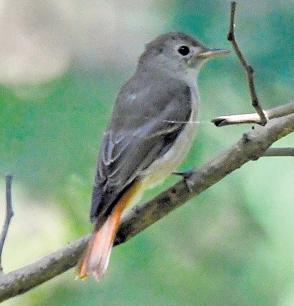 rusty-tailed flycatcher