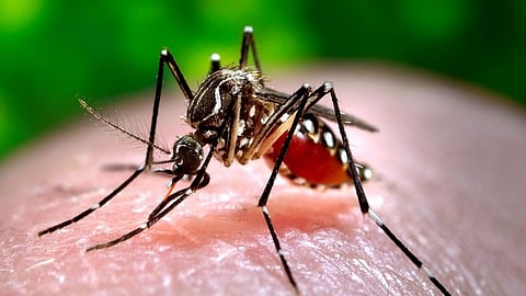  Acute Encephalitis Syndrome (AES) which is a group of brain-related conditions that cause sudden fever, confusion, and seizures.