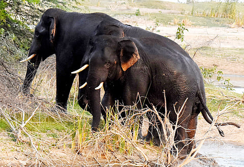 Sources said the incident took place late in the night when the cook-cum-guard was alone at the school.