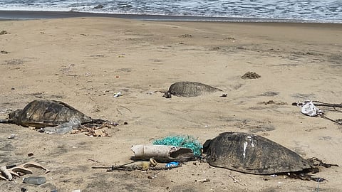 The carcasses of Olive Ridley Sea Turtles lying near Thoduvai in Mayiladuthurai district.