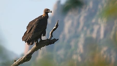 Synchronised vulture census scheduled in TN, Kerala, Karnataka on Feb 27, 28